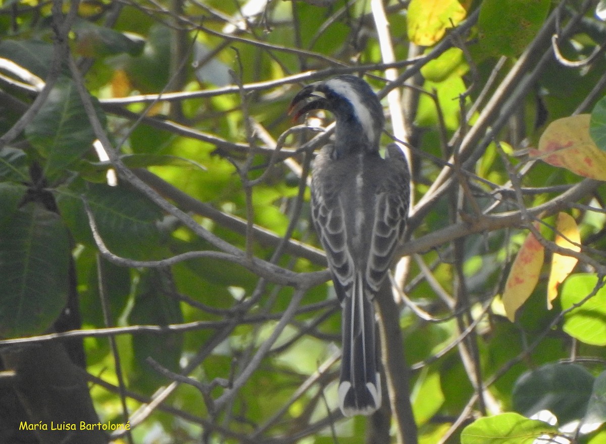 African Gray Hornbill - ML506808191