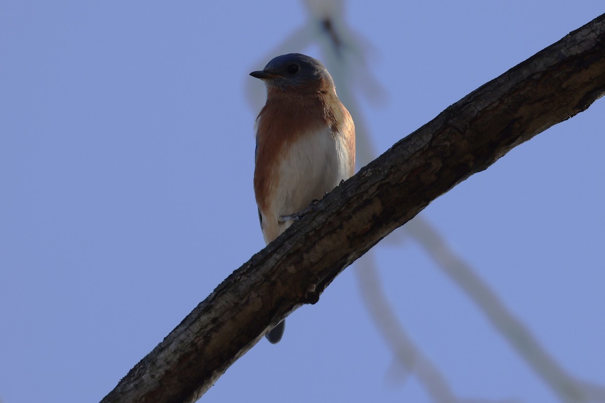 Eastern Bluebird - ML506808531