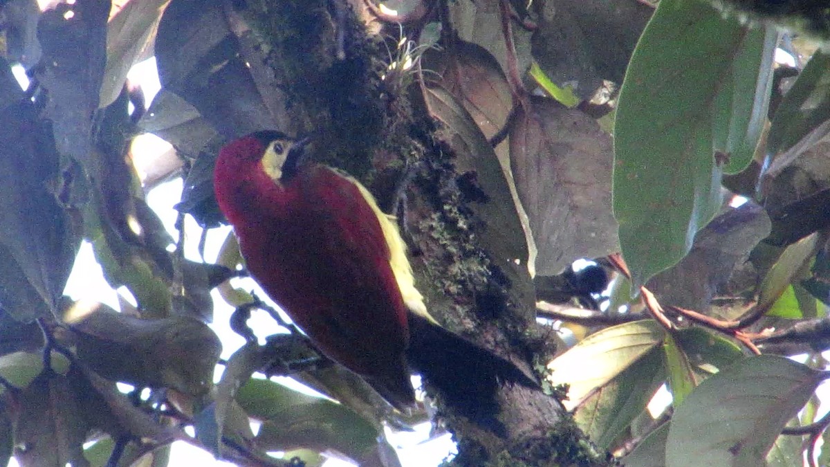 Crimson-mantled Woodpecker - ML506809301