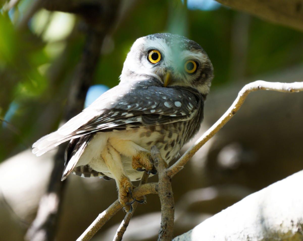 Spotted Owlet - ML506809731