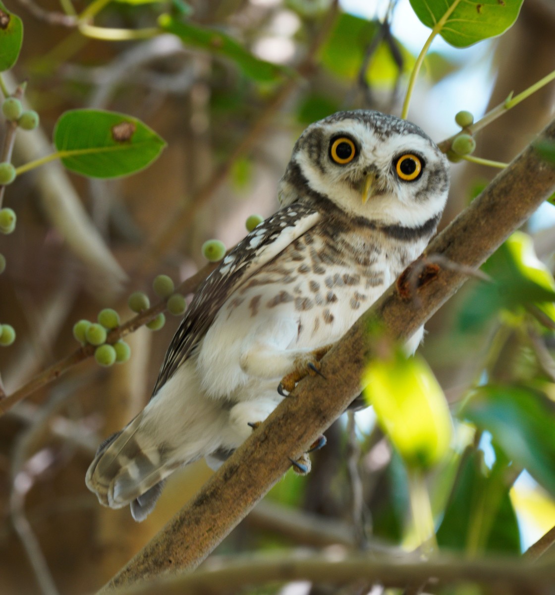 Spotted Owlet - ML506809741