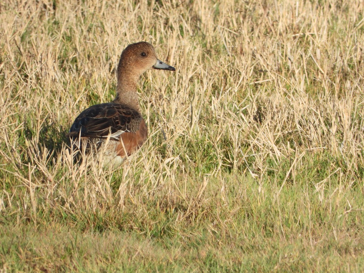 Eurasian Wigeon - ML506810451