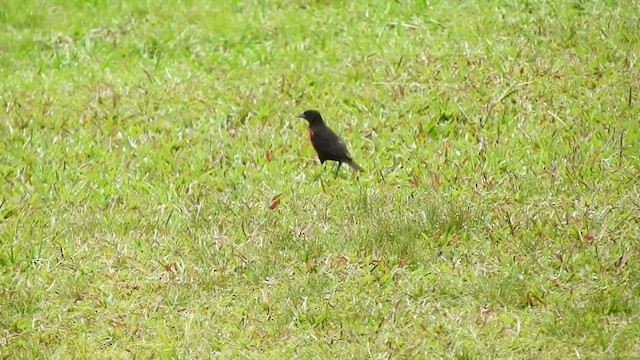 Red-breasted Meadowlark - ML506811081