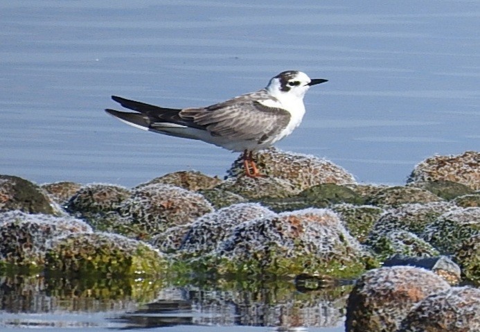 White-winged Tern - Lior Eshdat
