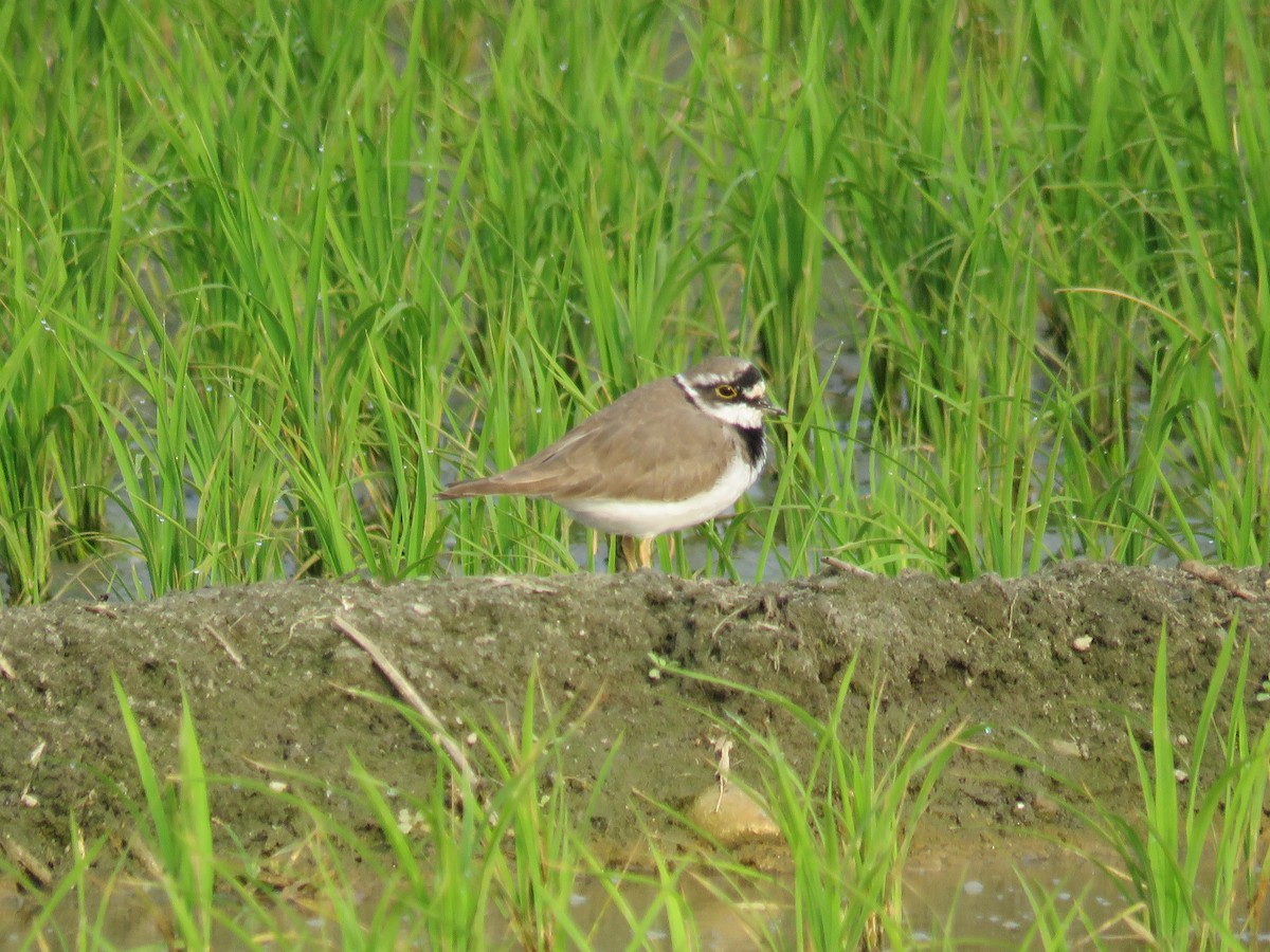 Little Ringed Plover - ML50681151