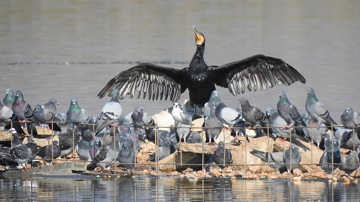 Great Cormorant - ML506811561