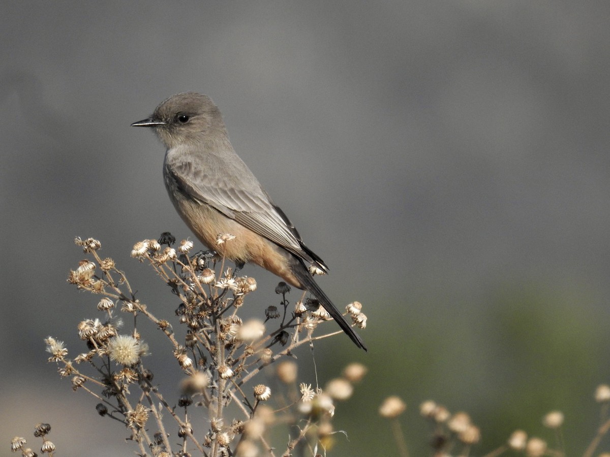 Say's Phoebe - ML506811611