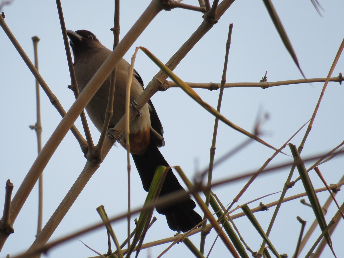 Gray Treepie - 俞君 周