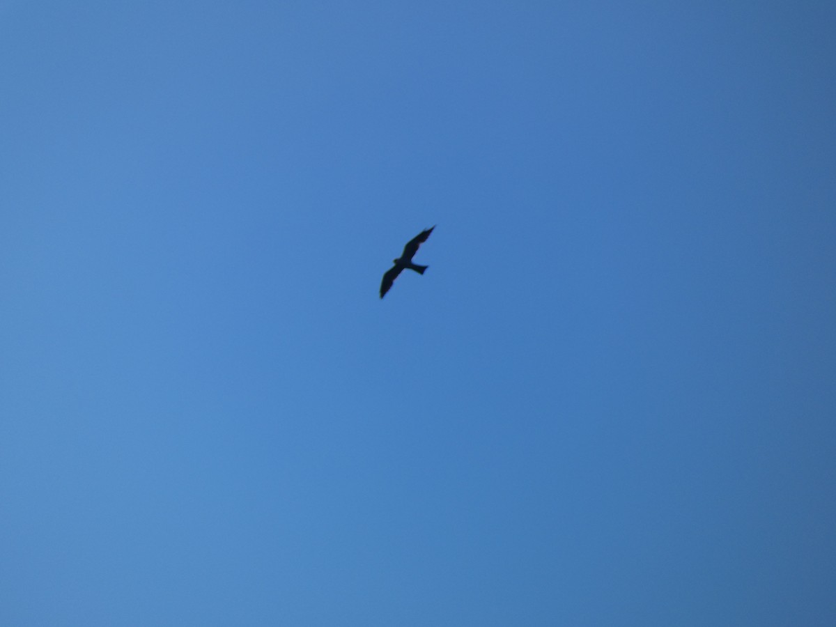 Mississippi Kite - ML506812831