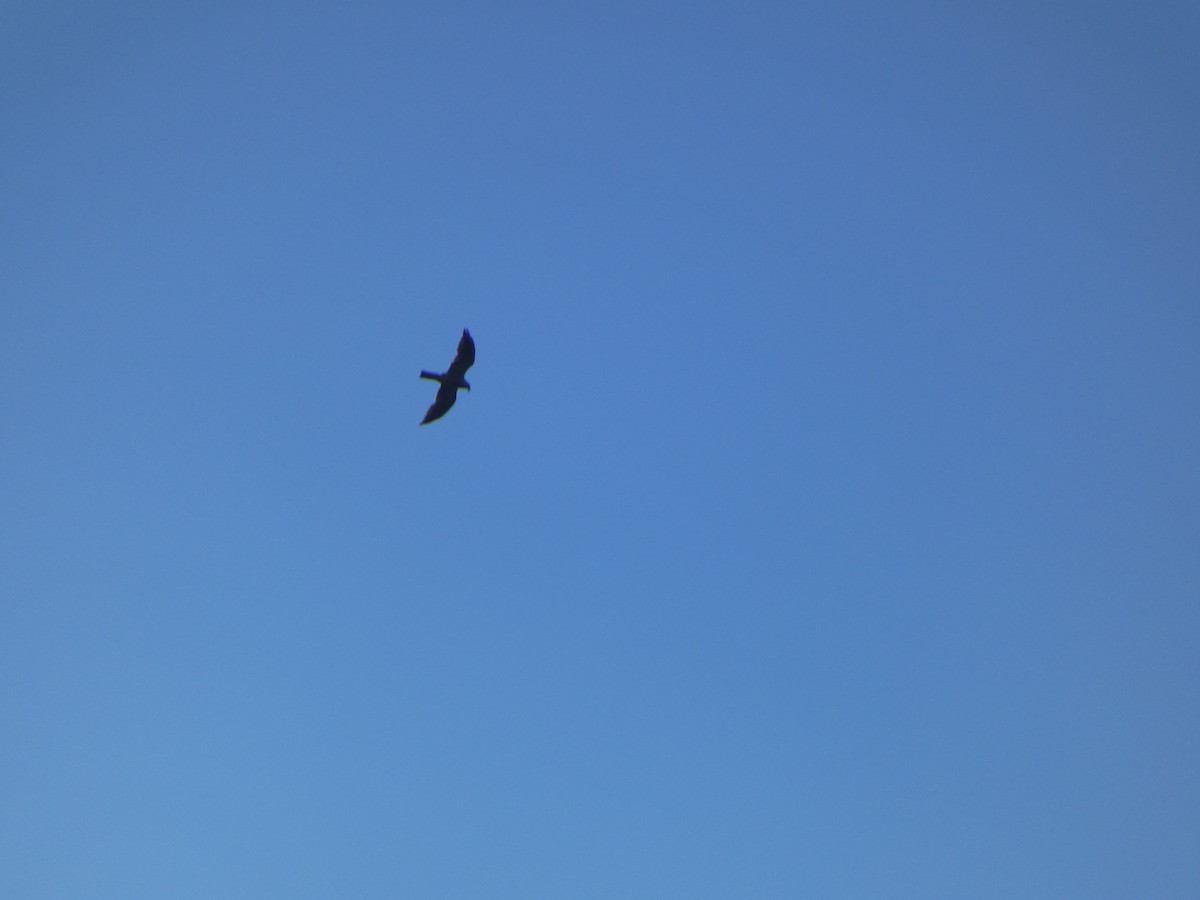 Mississippi Kite - ML506812851