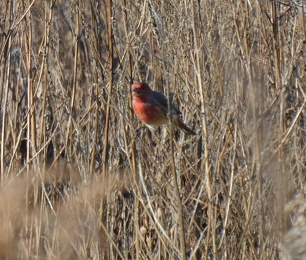 House Finch - Pete Huffer