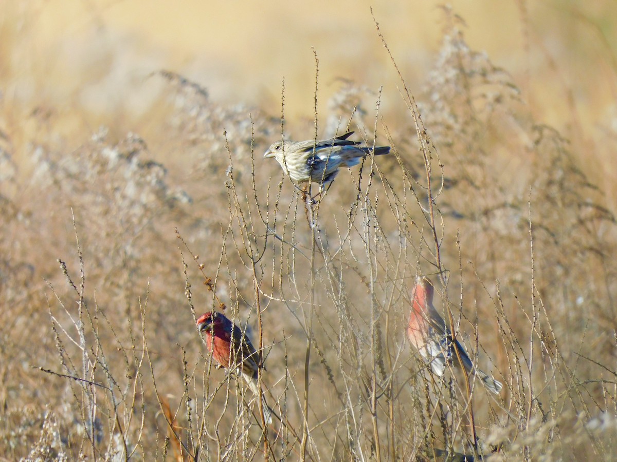 House Finch - ML506815091