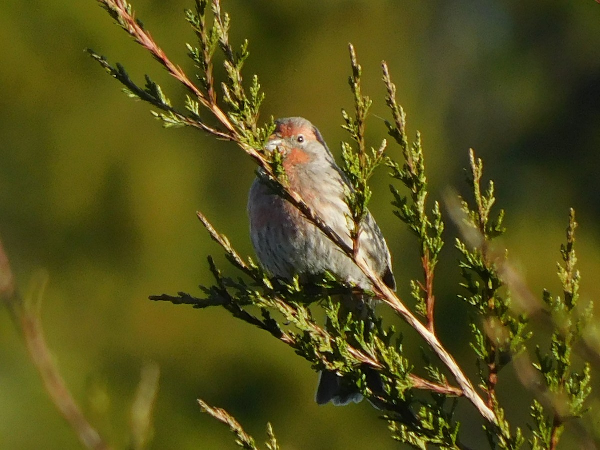 House Finch - ML506815121