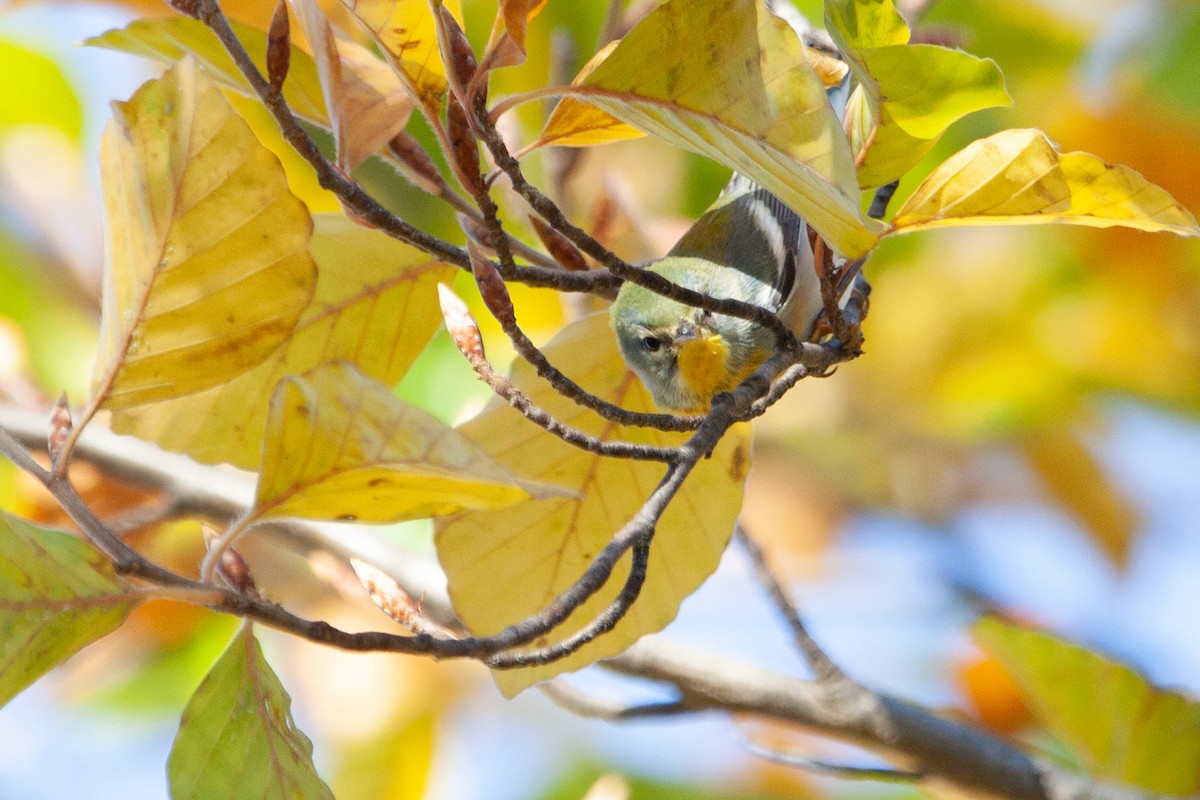 Northern Parula - ML506816381