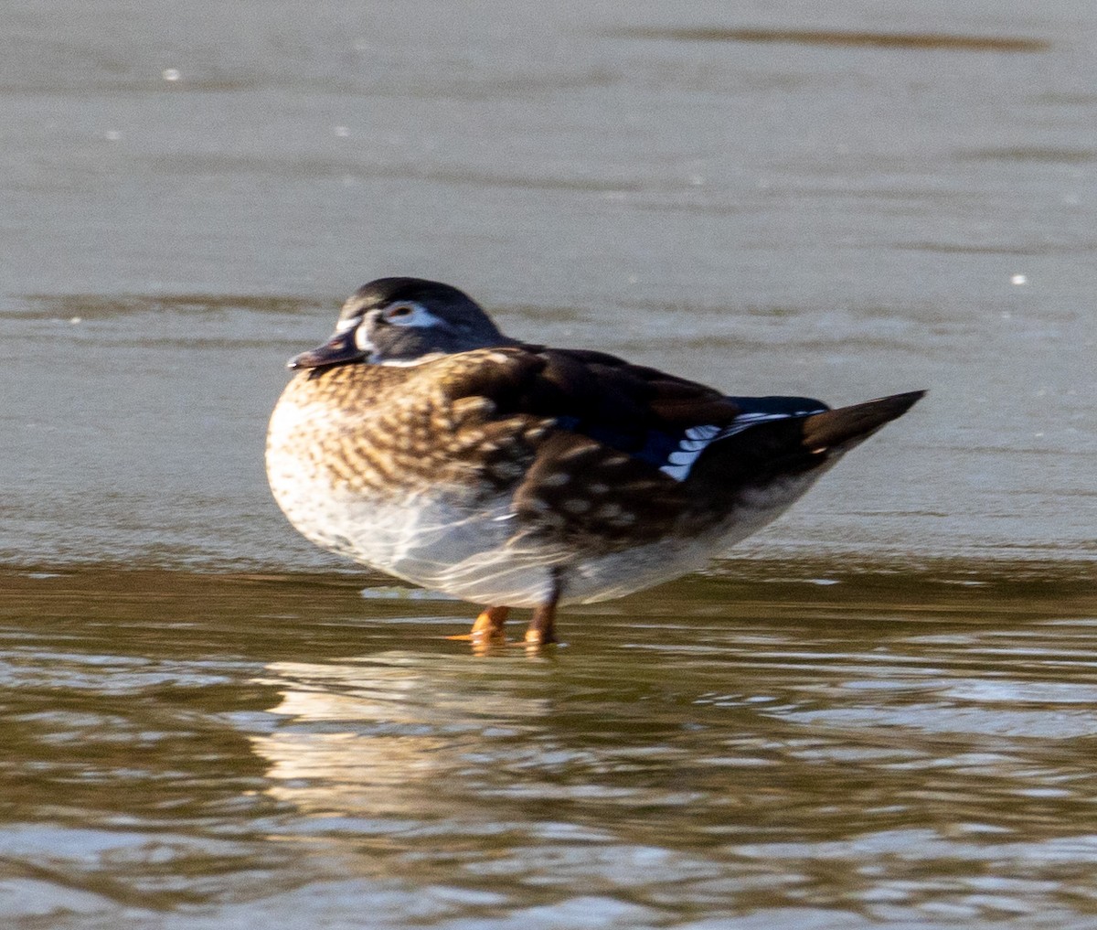 Wood Duck - ML506817561