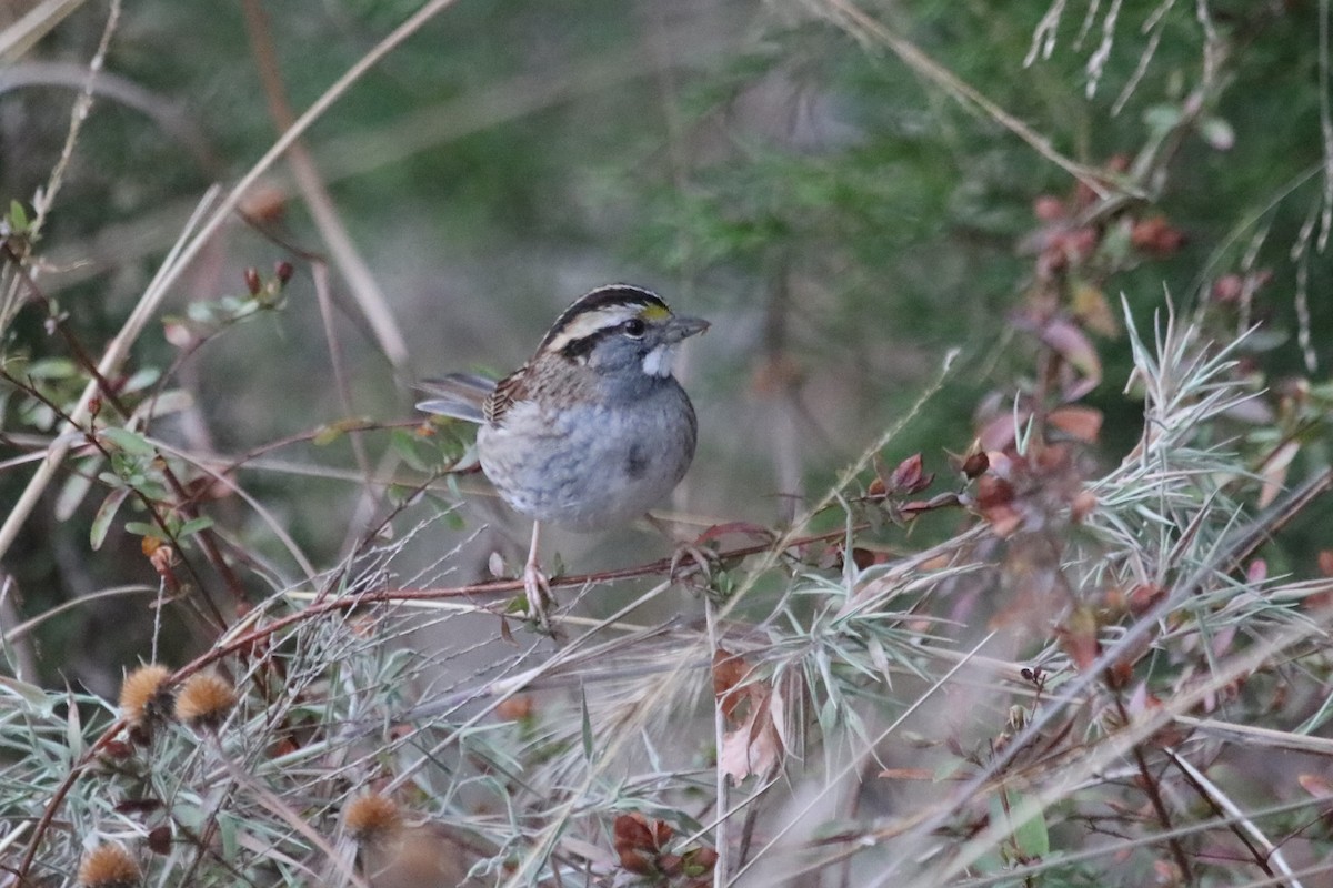 White-throated Sparrow - PJ Pulliam