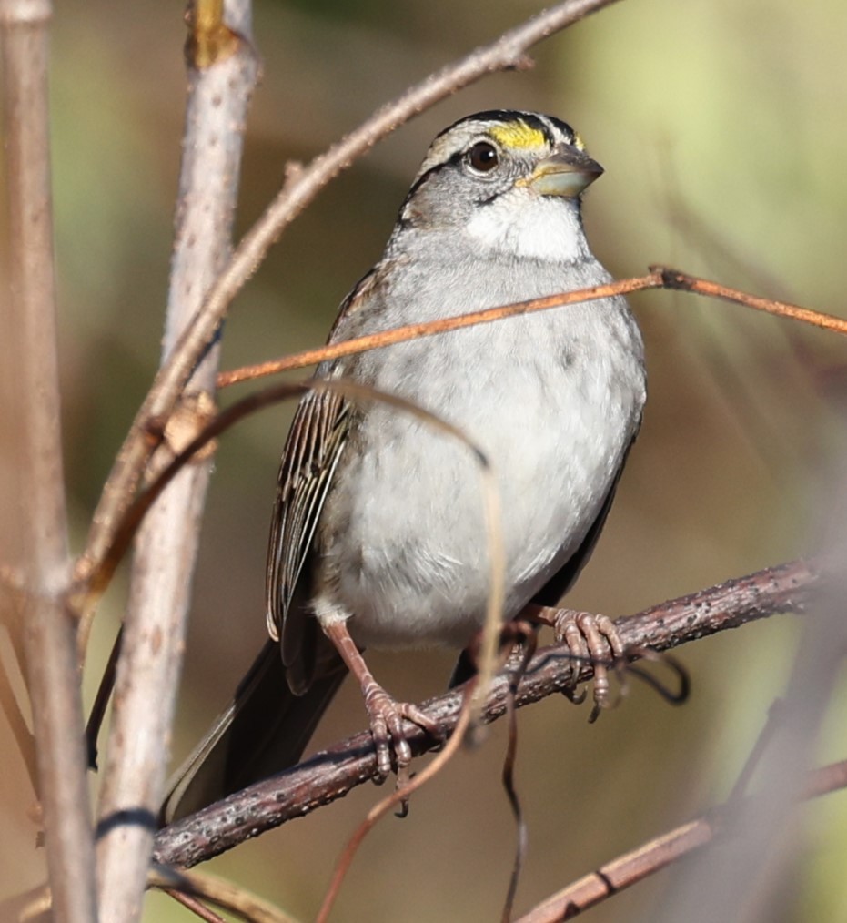 White-throated Sparrow - ML506818431