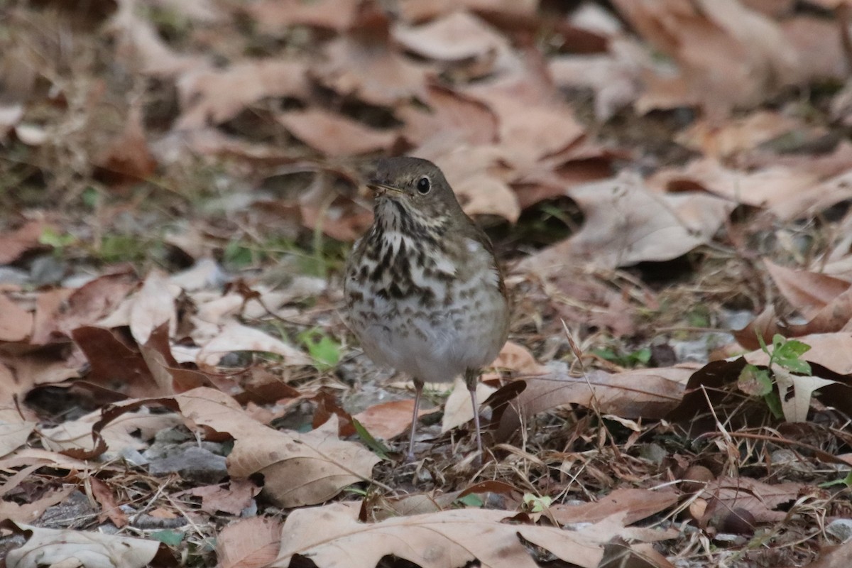 Hermit Thrush - ML506818891