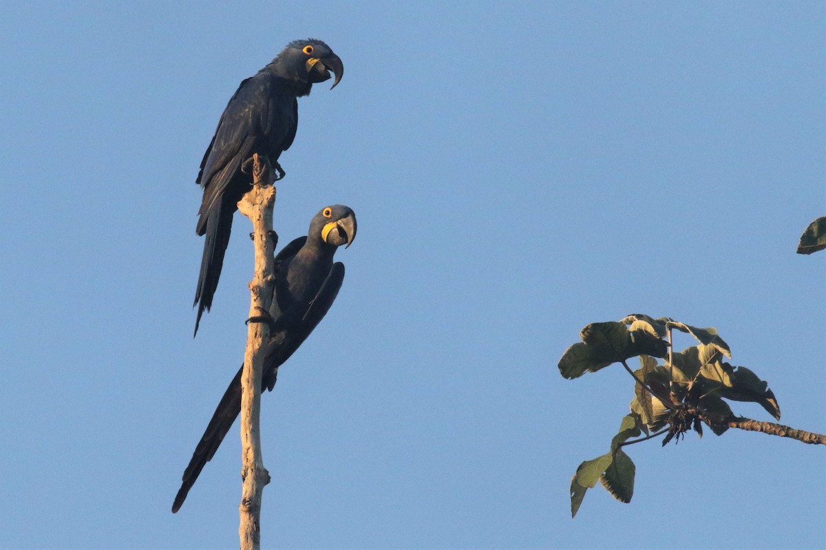 Hyacinth Macaw - ML506819651