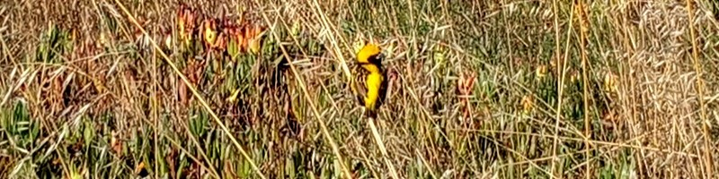 Yellow-crowned Bishop - ML506820171