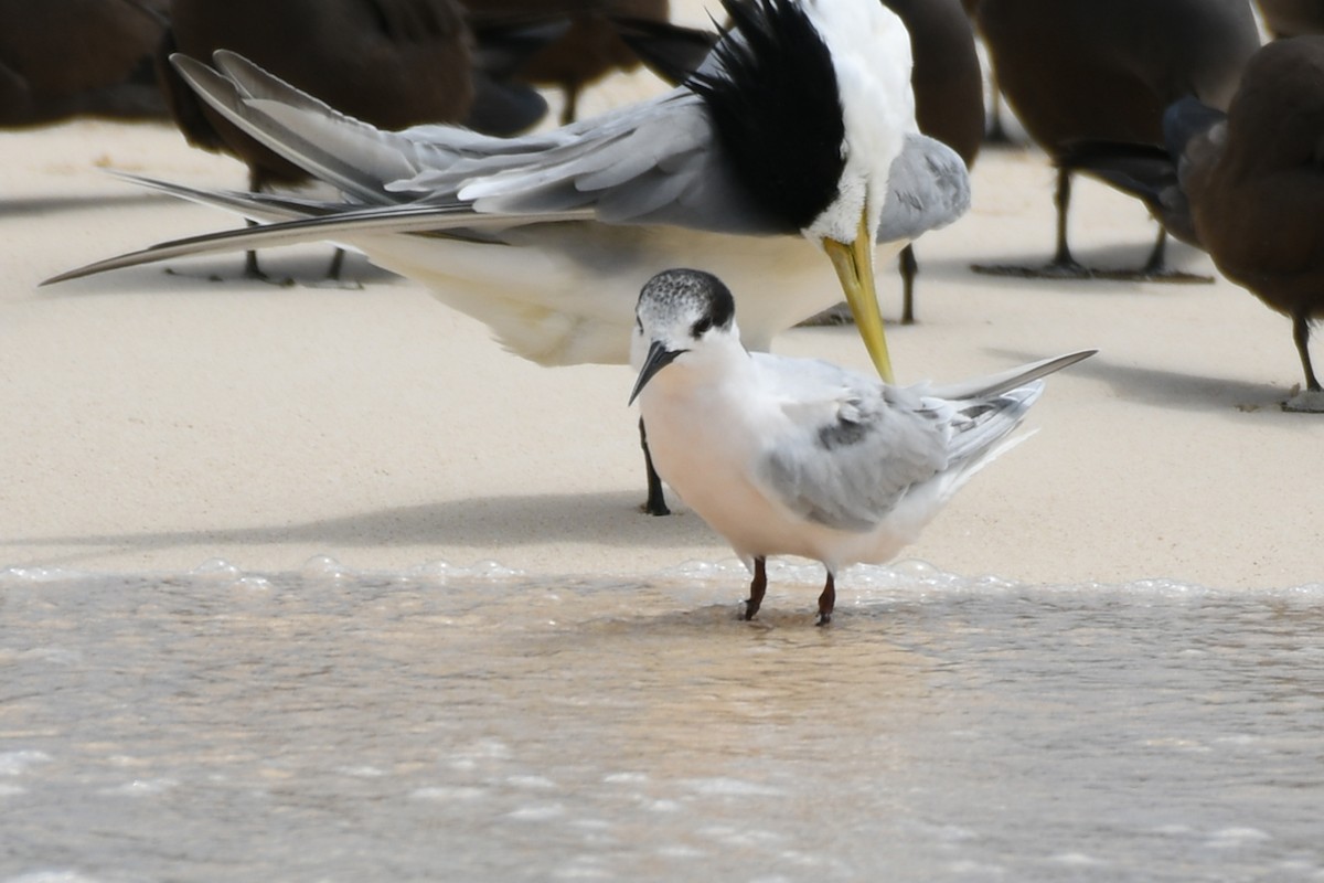 Roseate Tern - Terry Rosenmeier