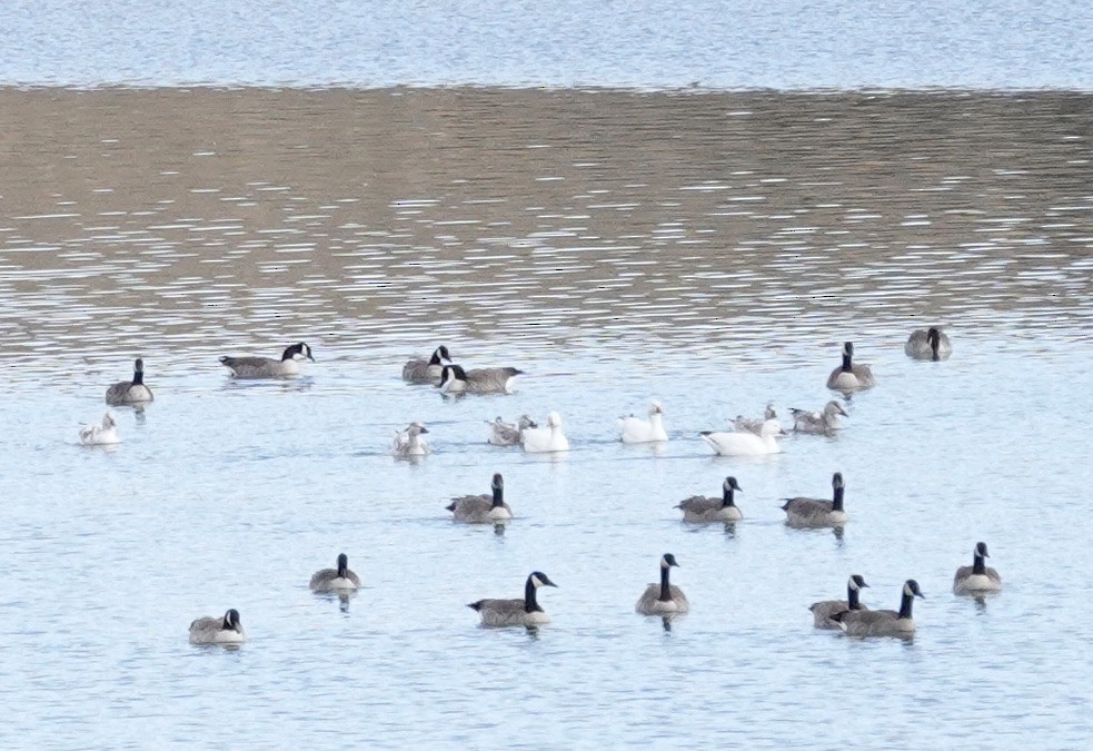 Snow Goose - Byron Hukee