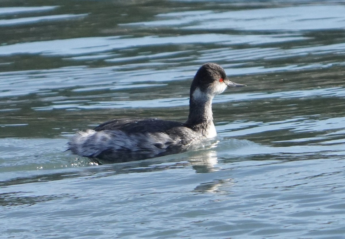 Eared Grebe - ML506823271