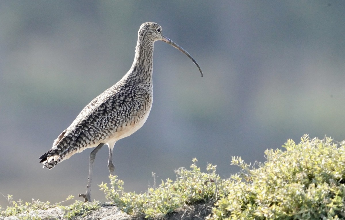 Long-billed Curlew - ML506823541