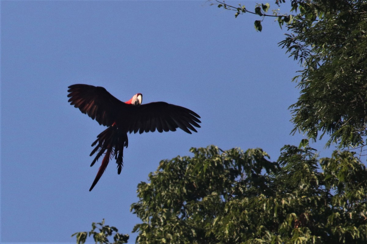 Red-and-green Macaw - ML506823721