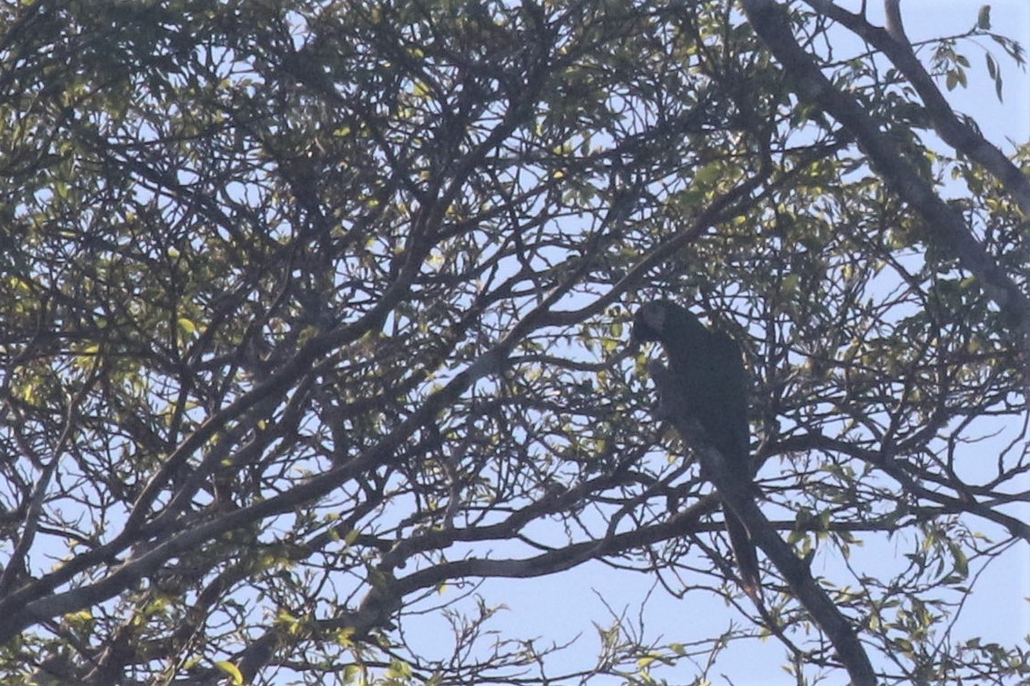 Chestnut-fronted Macaw - ML506823801