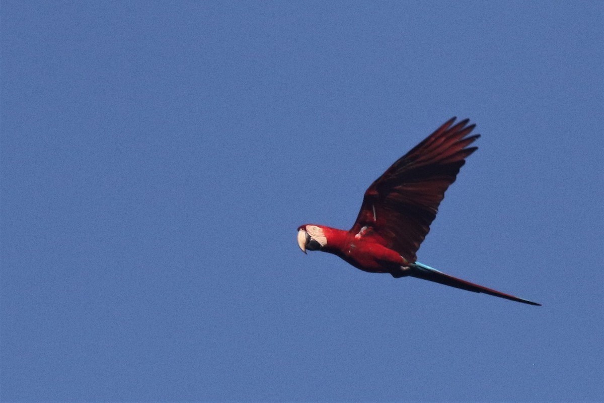 Red-and-green Macaw - ML506824451