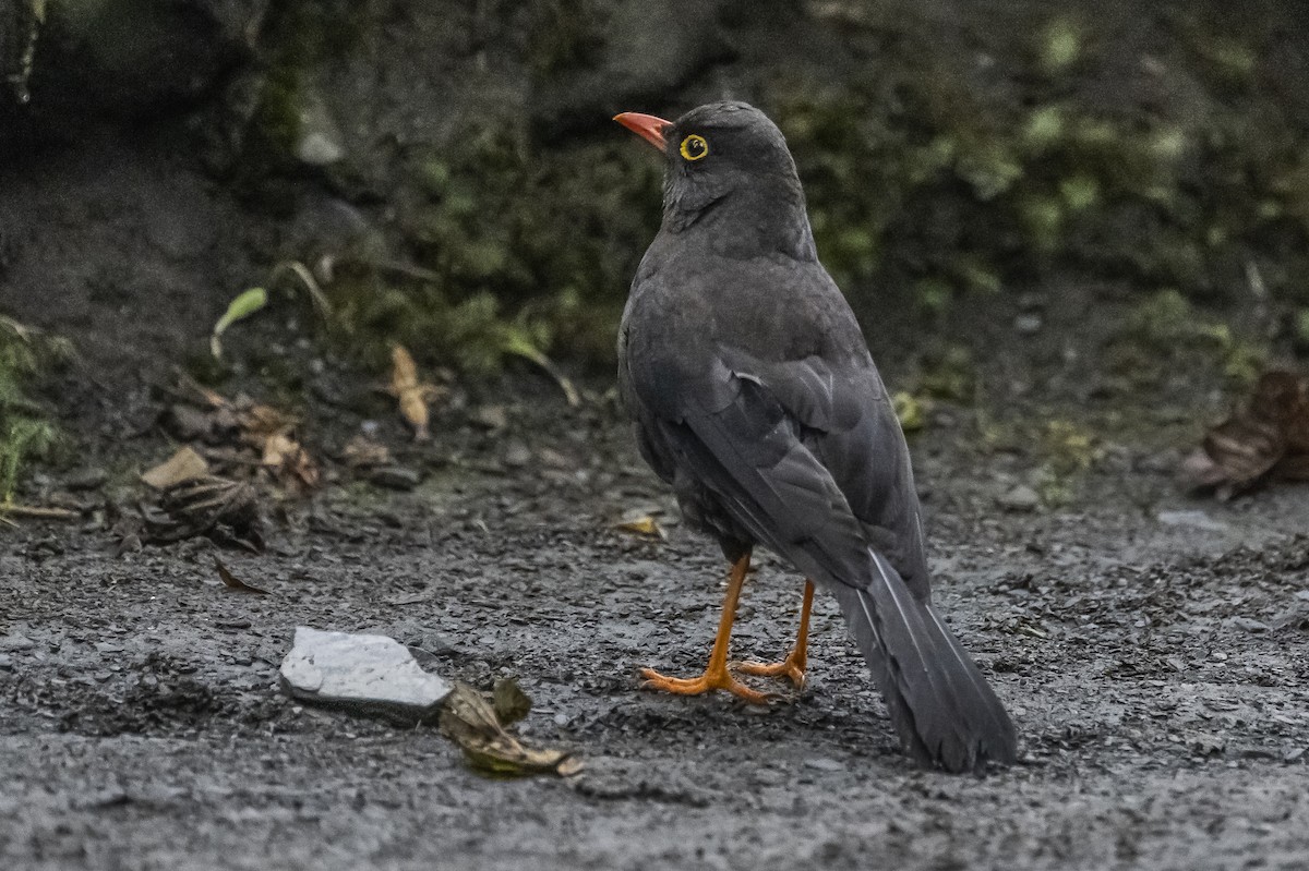 Great Thrush - ML506825281