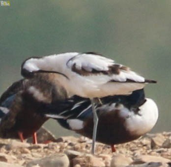 Pied Avocet - ML506825881