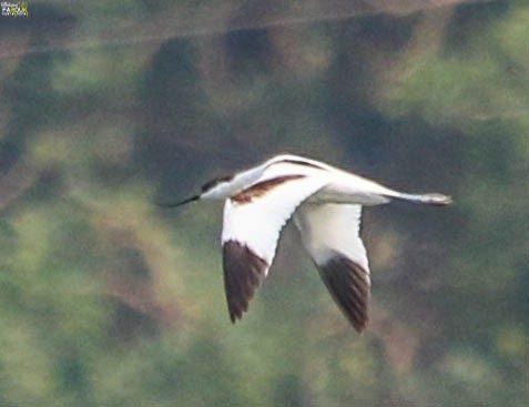 Avoceta Común - ML506825921