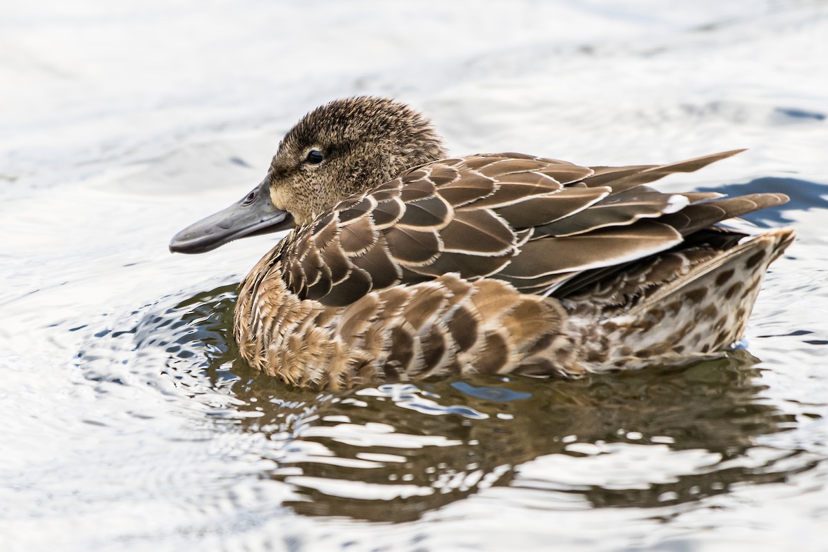 Blue-winged Teal - ML506826741