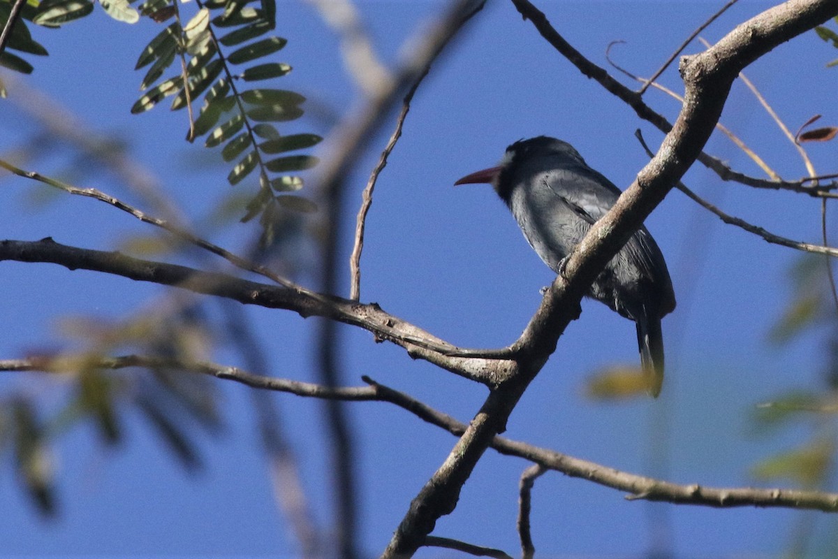 White-fronted Nunbird - ML506826941