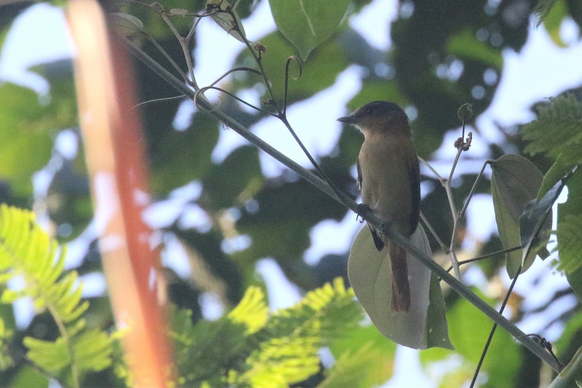 Chestnut-crowned Becard - ML506827071