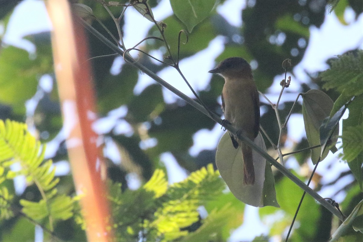 Chestnut-crowned Becard - ML506827081