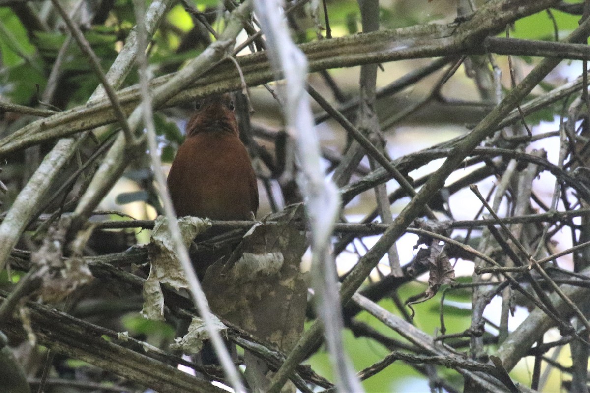 Orangekehl-Dickichtschlüpfer - ML506827271