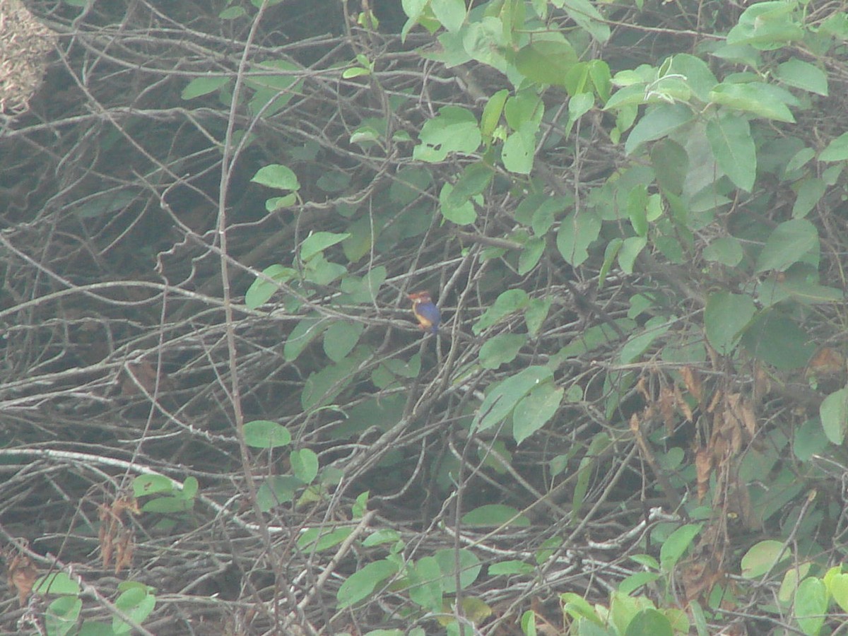 African Pygmy Kingfisher - ML506827771