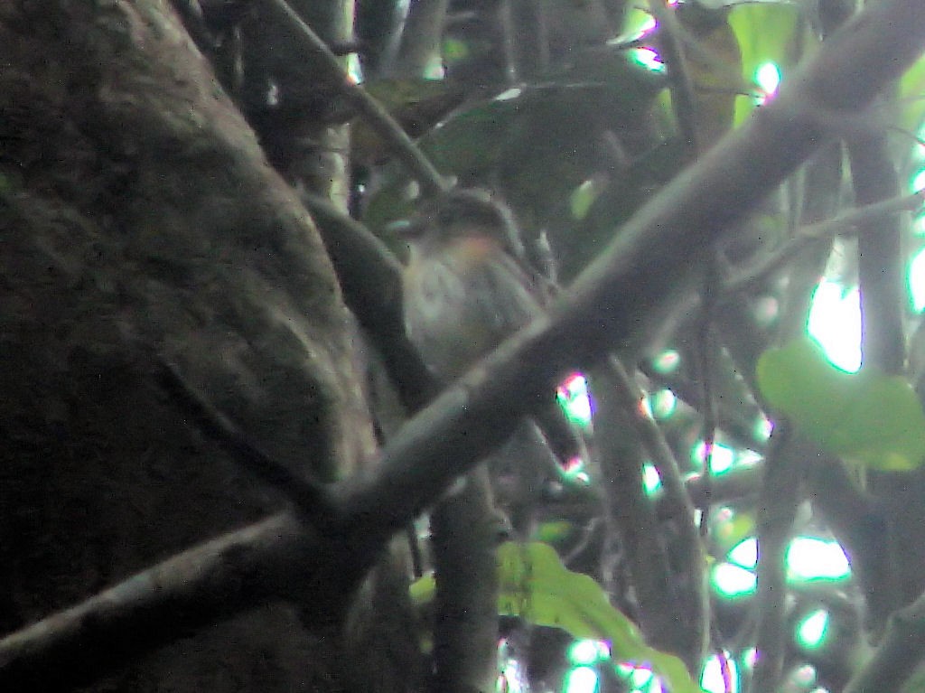 Rufous-sided Broadbill - Peter Bono