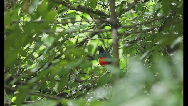 Philippine Pitta - ML506828601