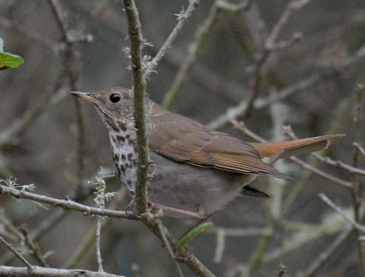 Hermit Thrush - ML506829051