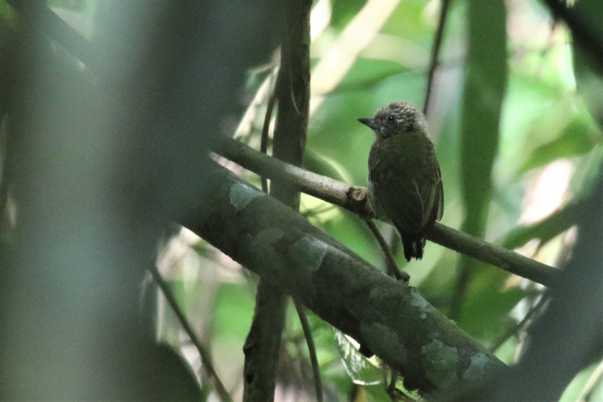 Bar-breasted Piculet - ML506829701