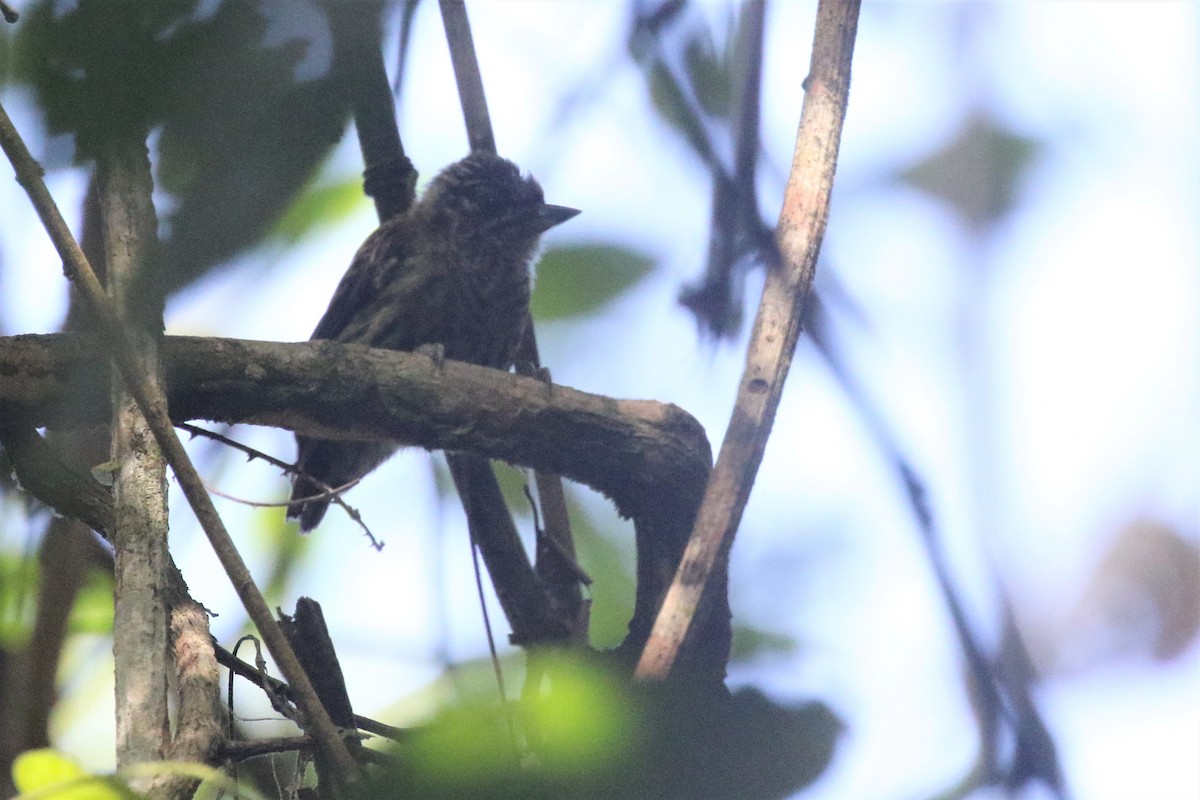Bar-breasted Piculet - ML506829711