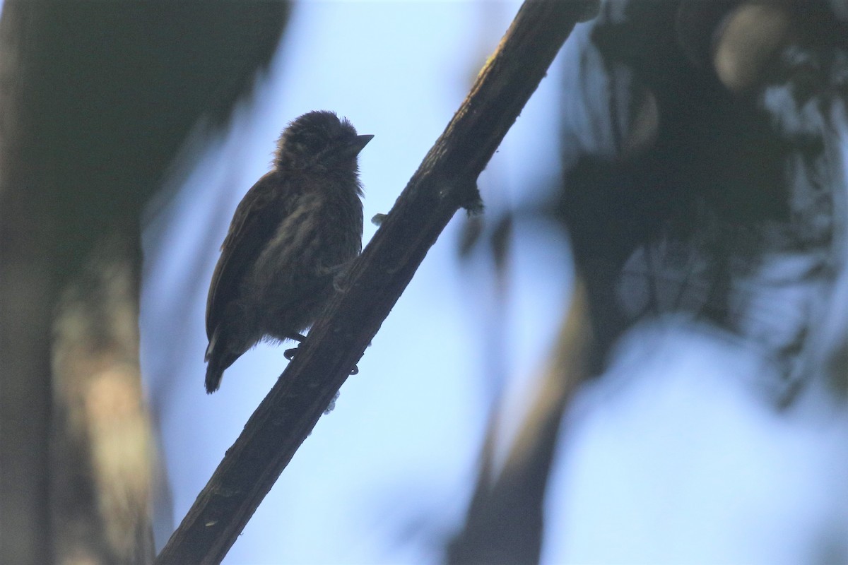 Bar-breasted Piculet - ML506829721