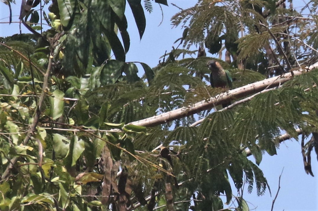 Santarem Parakeet - ML506833081