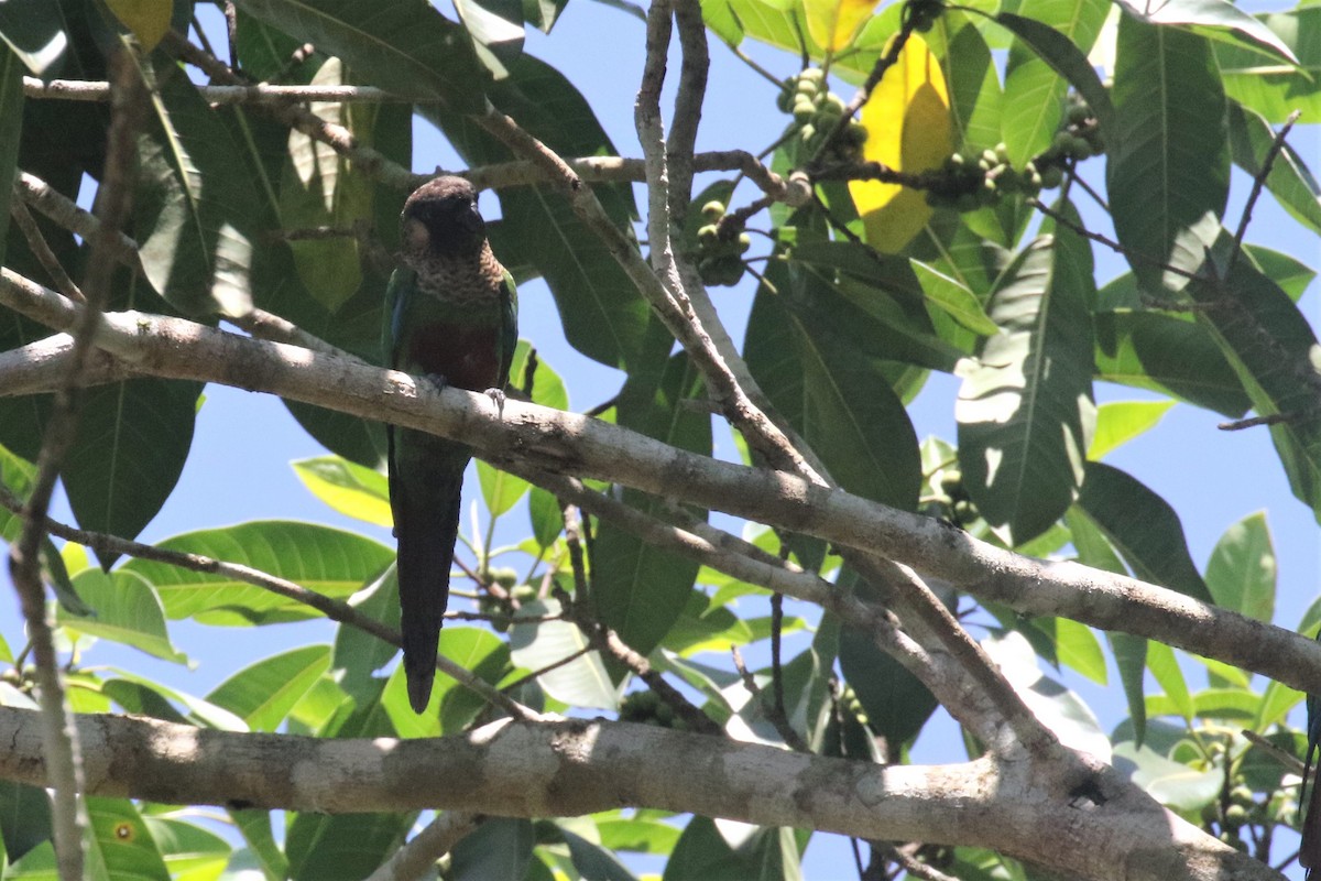 Santarem Parakeet - ML506833101