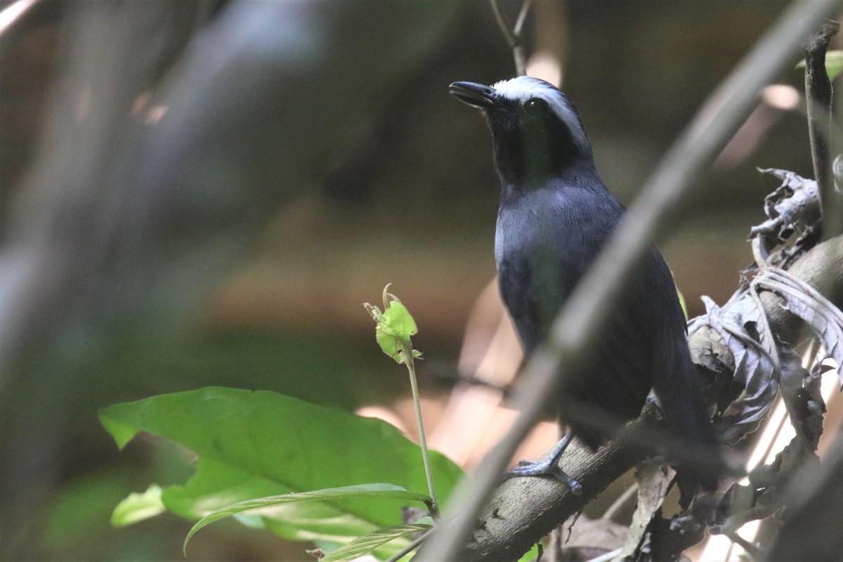 White-browed Antbird - ML506833791