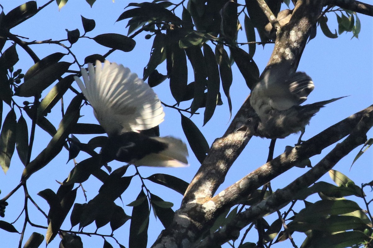 White-tailed Cotinga - ML506835201